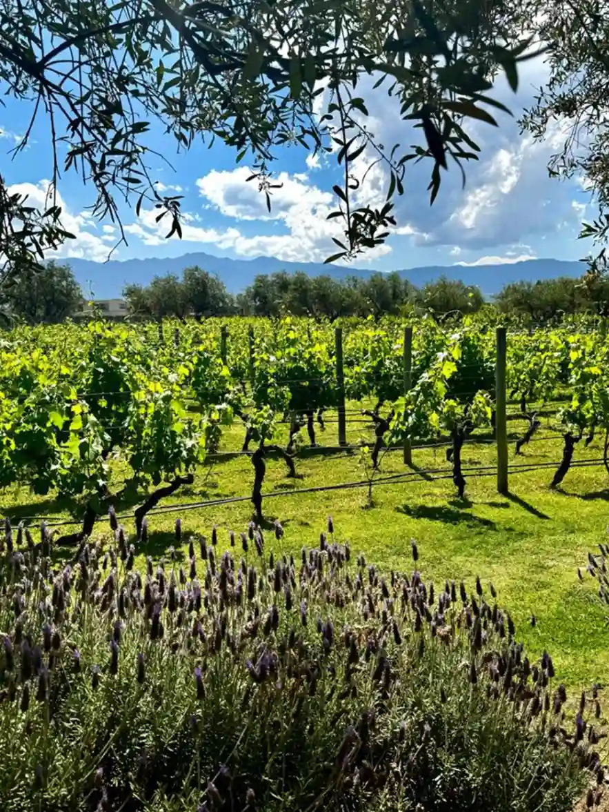 montanas-y-vinedos-tupungato